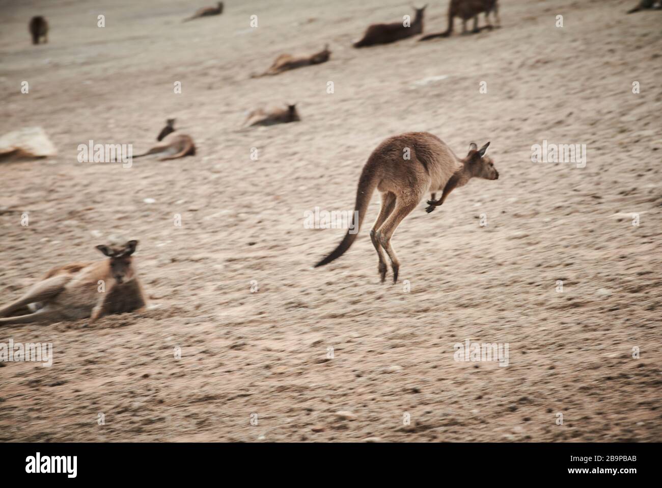 A mob of kangaroos hopping whom survived the 2020 bushfires in on Stokes Bay on Kangaroo Island, South Australia. Stock Photo