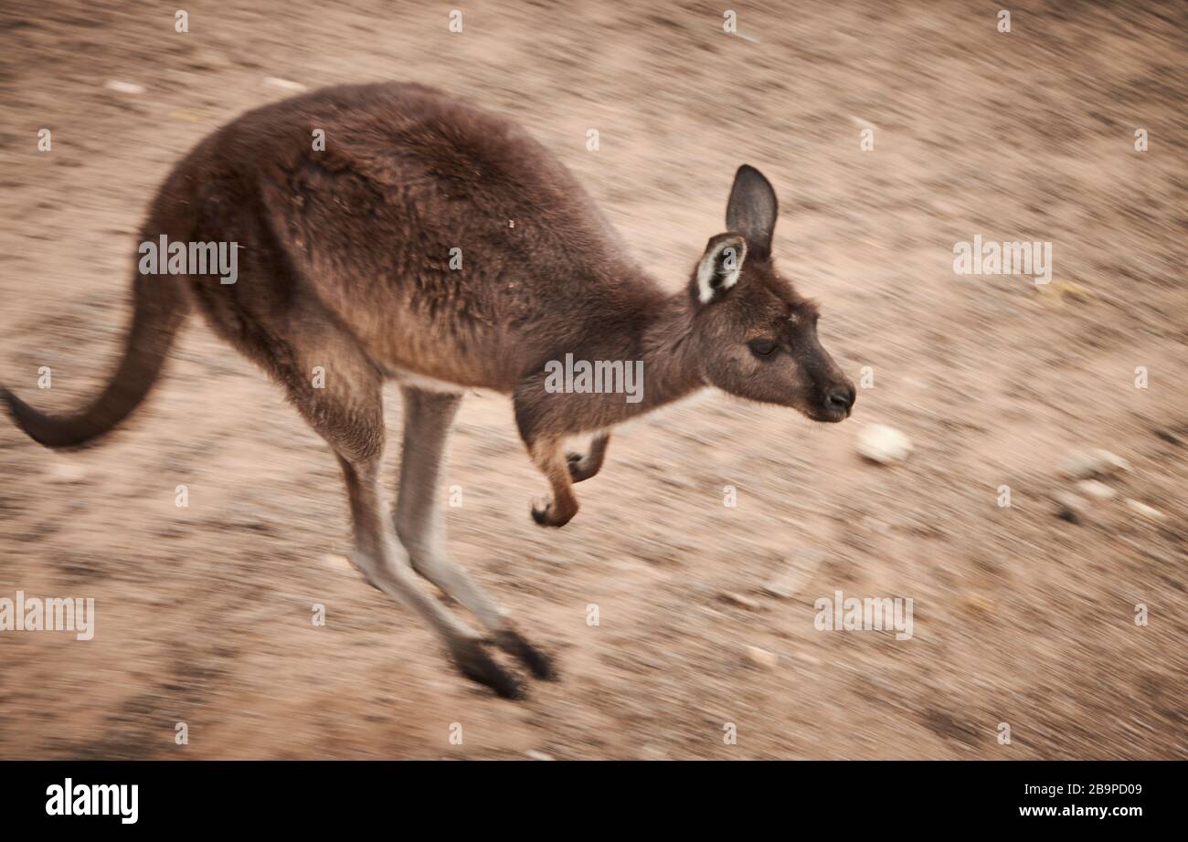 A kangaroo that survived the 2020 bushfires on Kangaroo Island, South Australia. Stock Photo