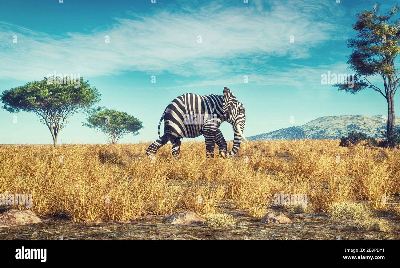 Elephant with a zebra skin walking in savannah . This is a 3d render illustration Stock Photo