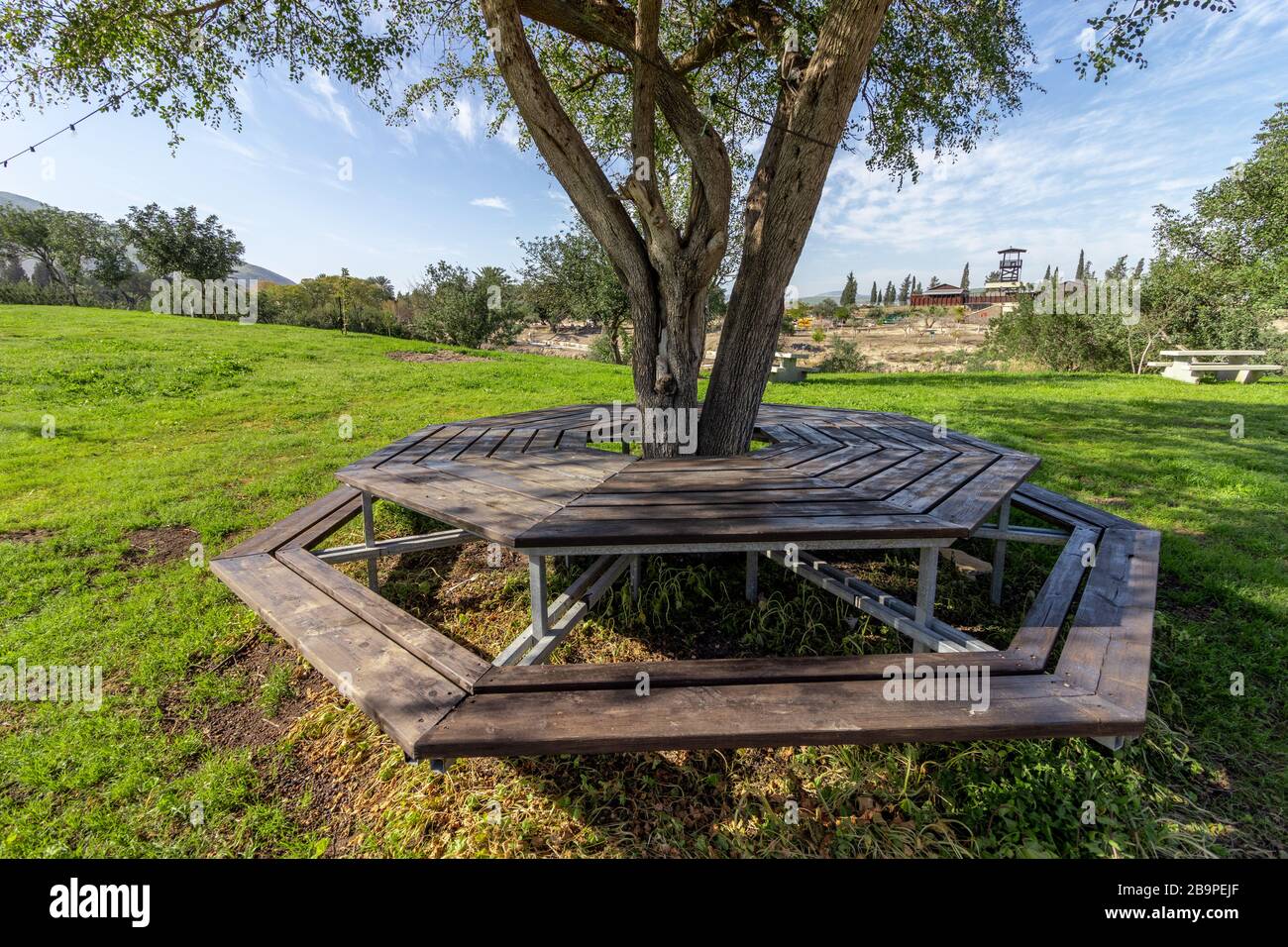 A hexagonal bench and table made of wood around an olive tree surrounded by  green grass Stock Photo - Alamy
