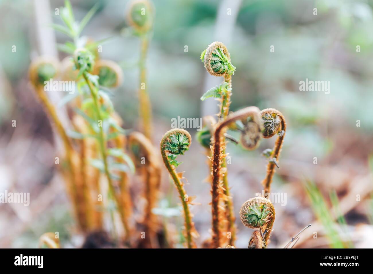 Young green and yellow shoots of ferns Kazakhstan. Forest glade. Plants in nature. Spring season. New life curls Stock Photo