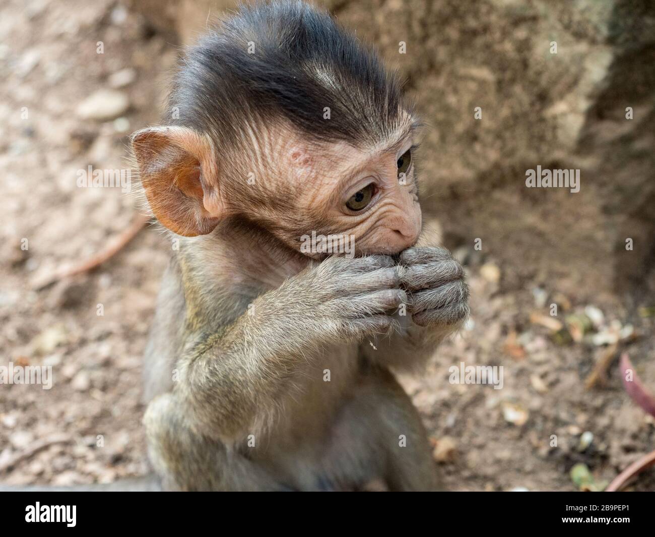 Primate family tree hi-res stock photography and images - Alamy