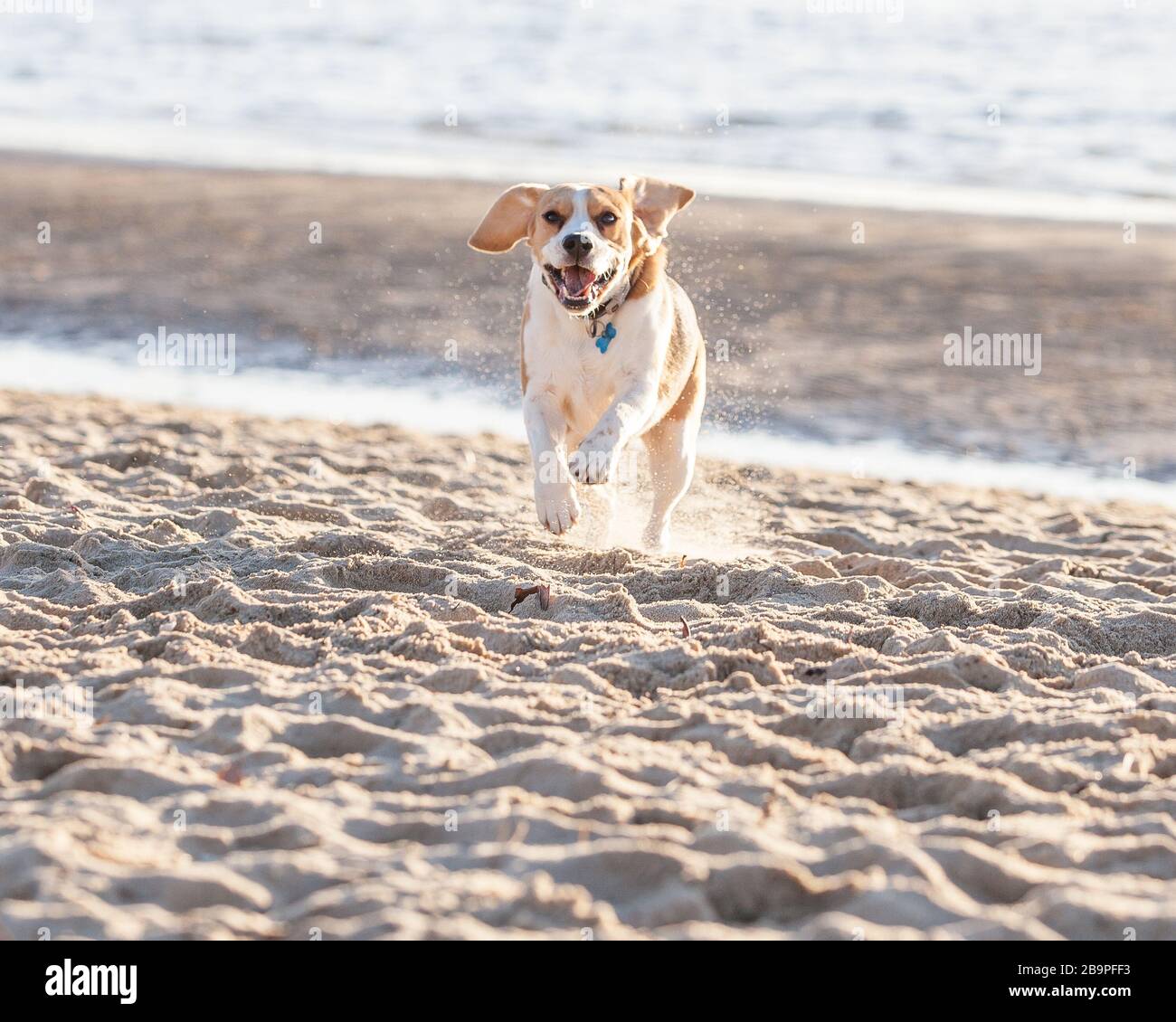 Beagle puppy Stock Photo