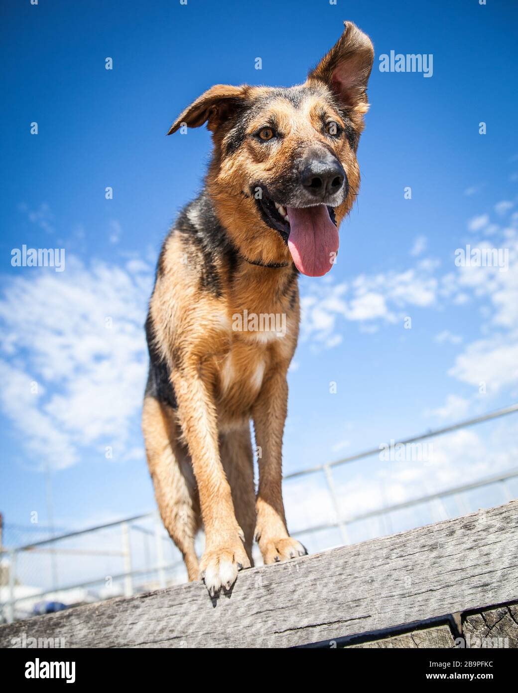 Mixed australian shepherd dog hi-res stock photography and images - Alamy