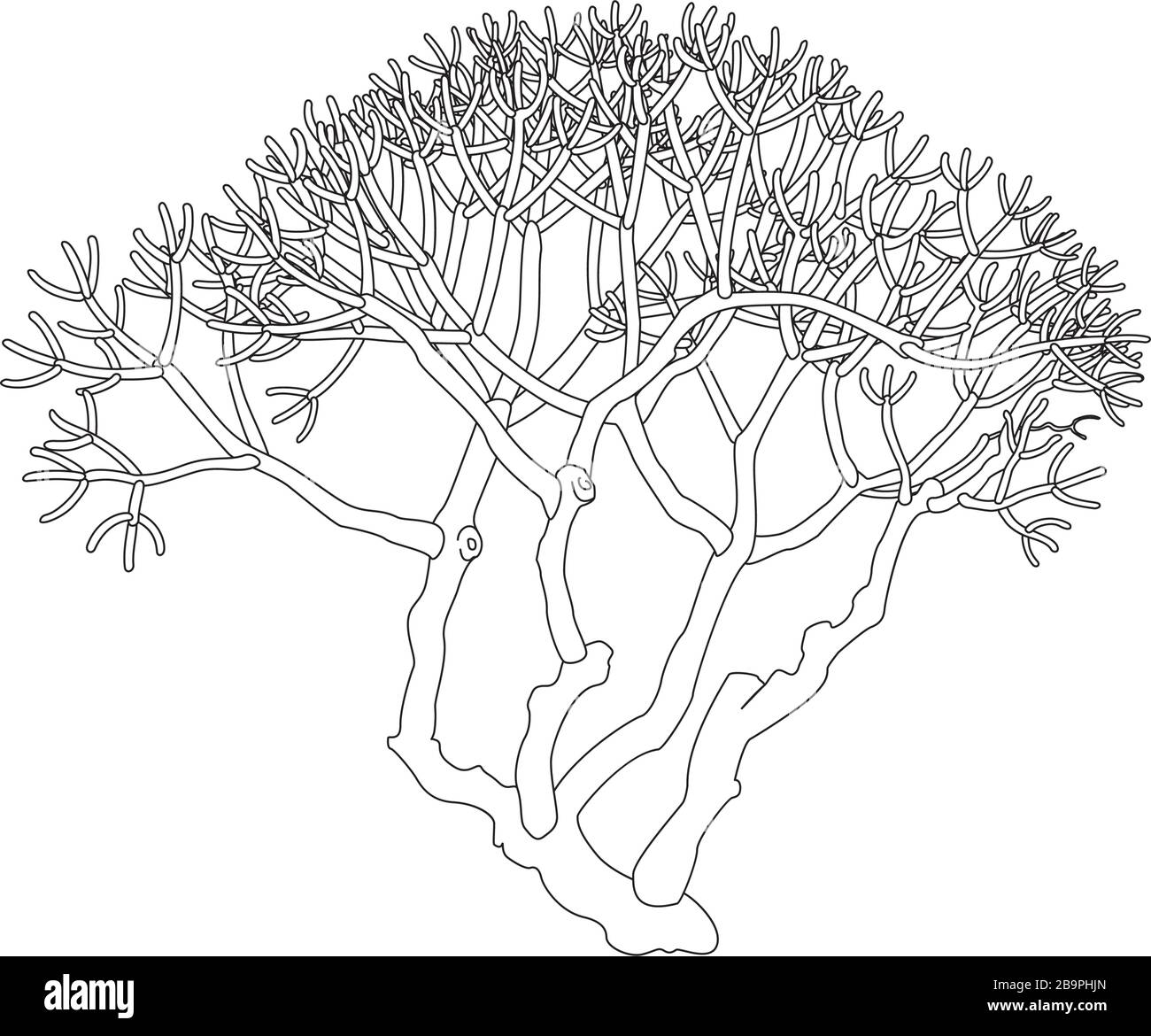 Vector Handdrawn Plant Frangipani Plumeria Tree Stock Vector (Royalty Free)  1474314734 | Shutterstock