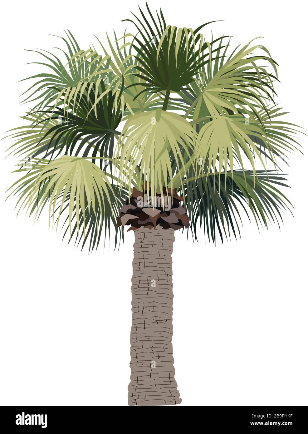 vector handdrawn plant clipart Fan palm tree Stock Vector