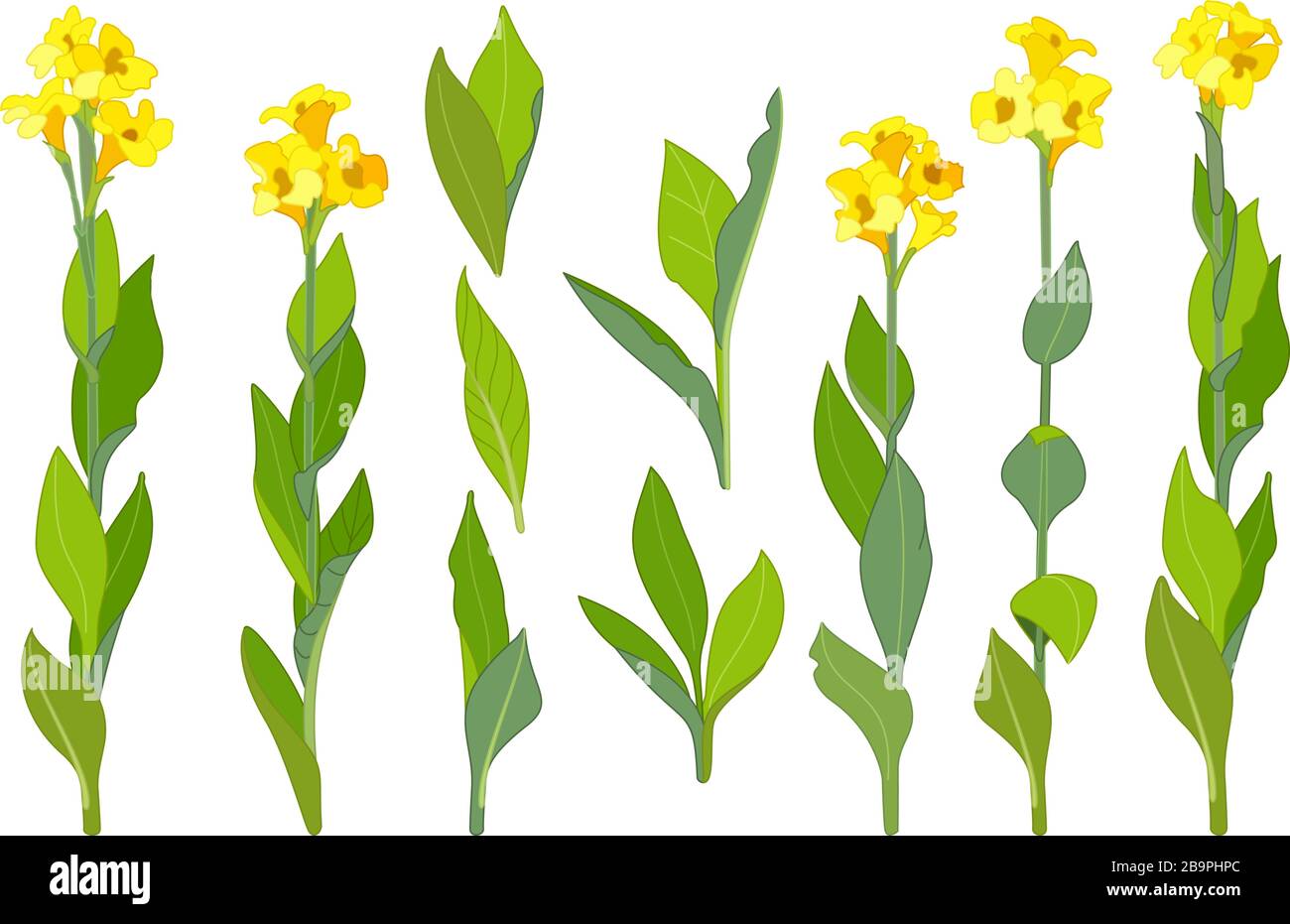 vector handdrawn plant clipart Canna lily flowers set Stock Vector