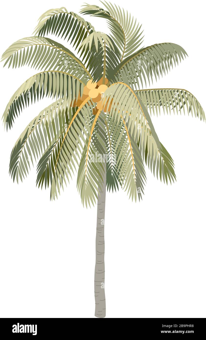 vector handdrawn plant clipart Coconut palm tree Stock Vector