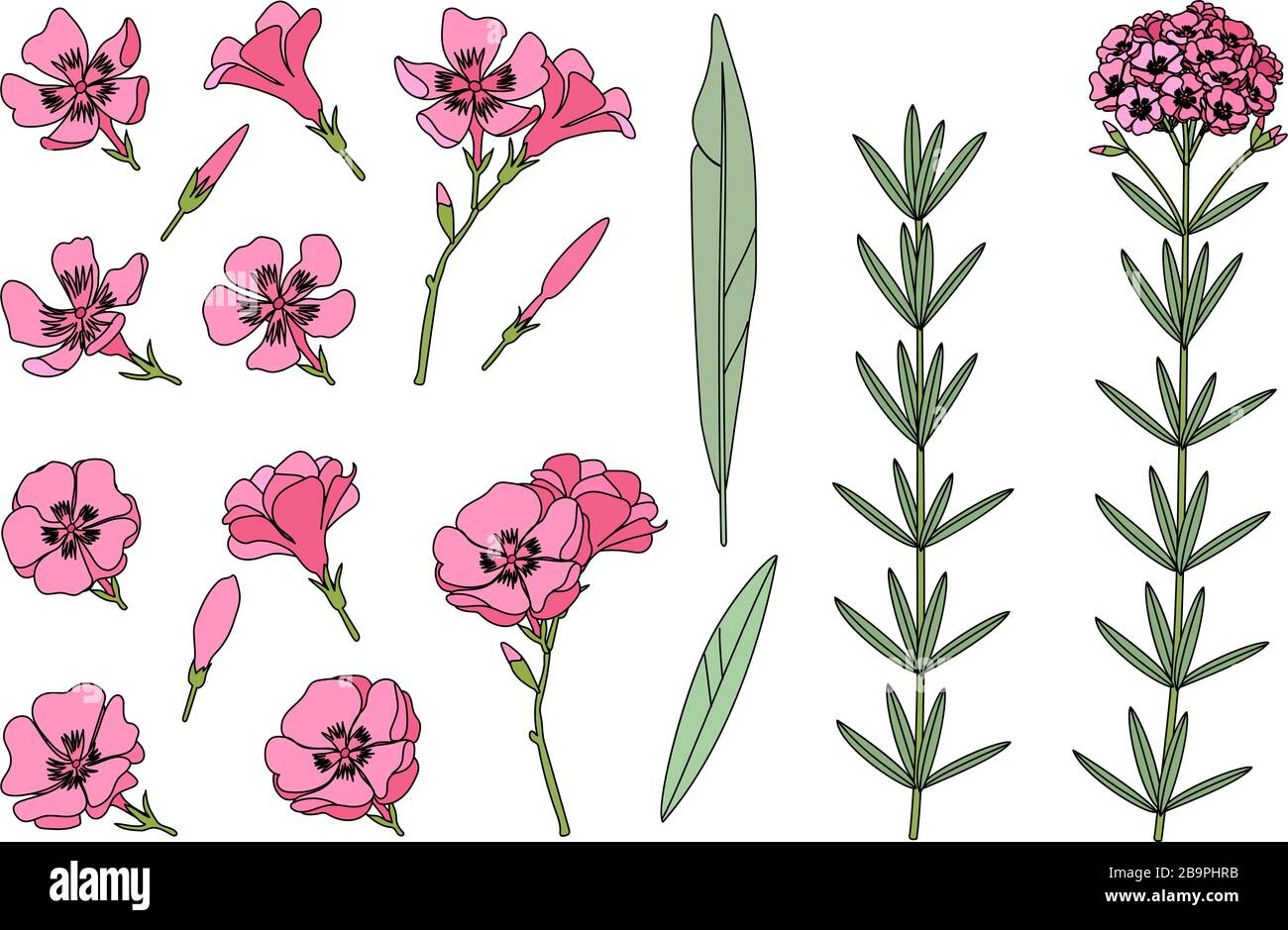 vector handdrawn plant clipart Oleander flowers set Stock Vector