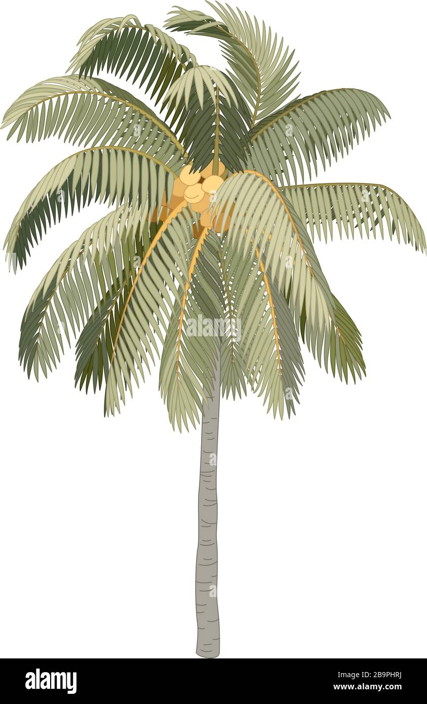 vector handdrawn plant clipart Coconut palm tree Stock Vector