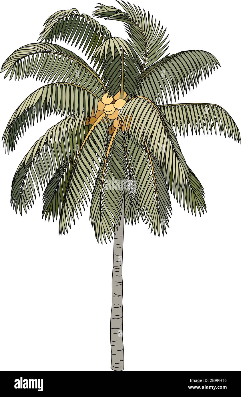 vector handdrawn plant clipart Coconut palm tree Stock Vector