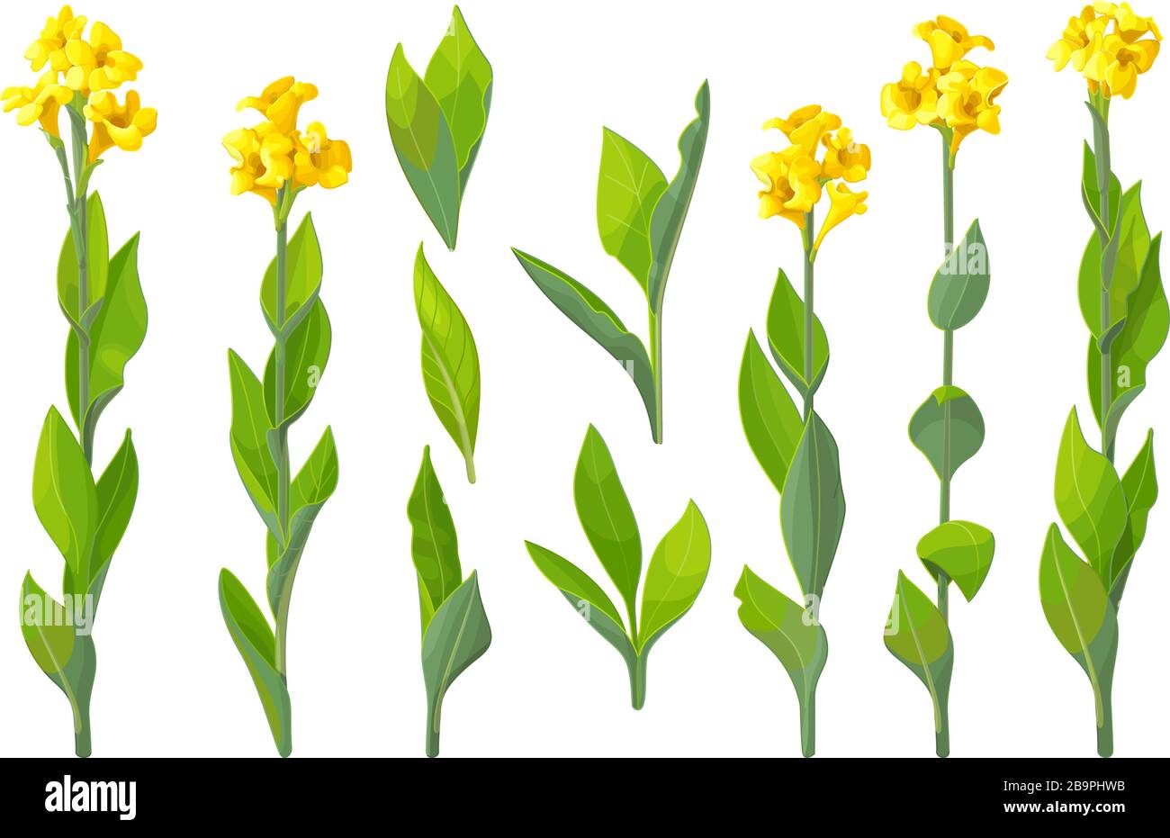 vector handdrawn plant clipart Canna lily flowers set Stock Vector