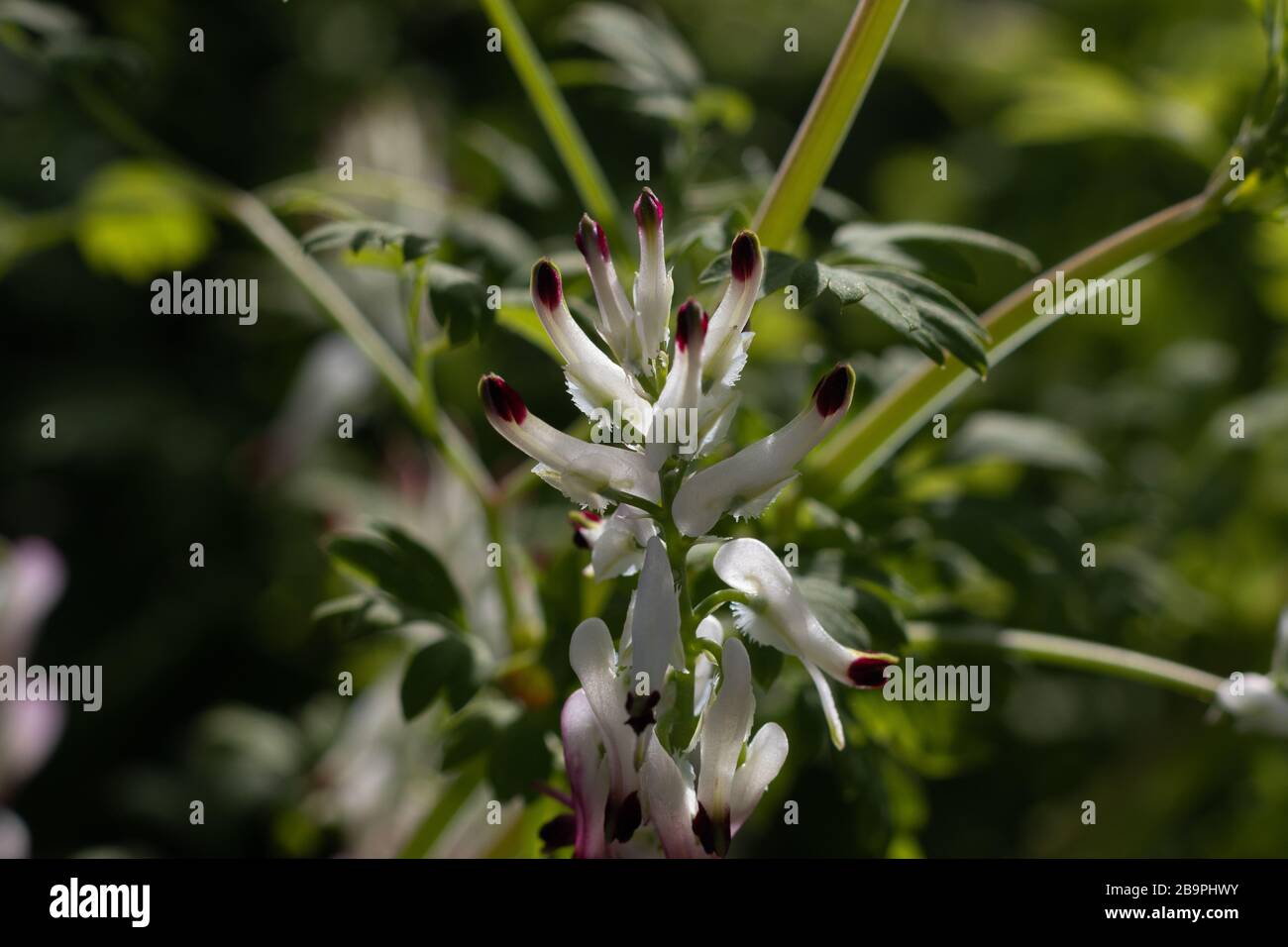 Close-up image of Fumaria capreolata, the white ramping fumitory, white and purple flower on a blurred green background Stock Photo