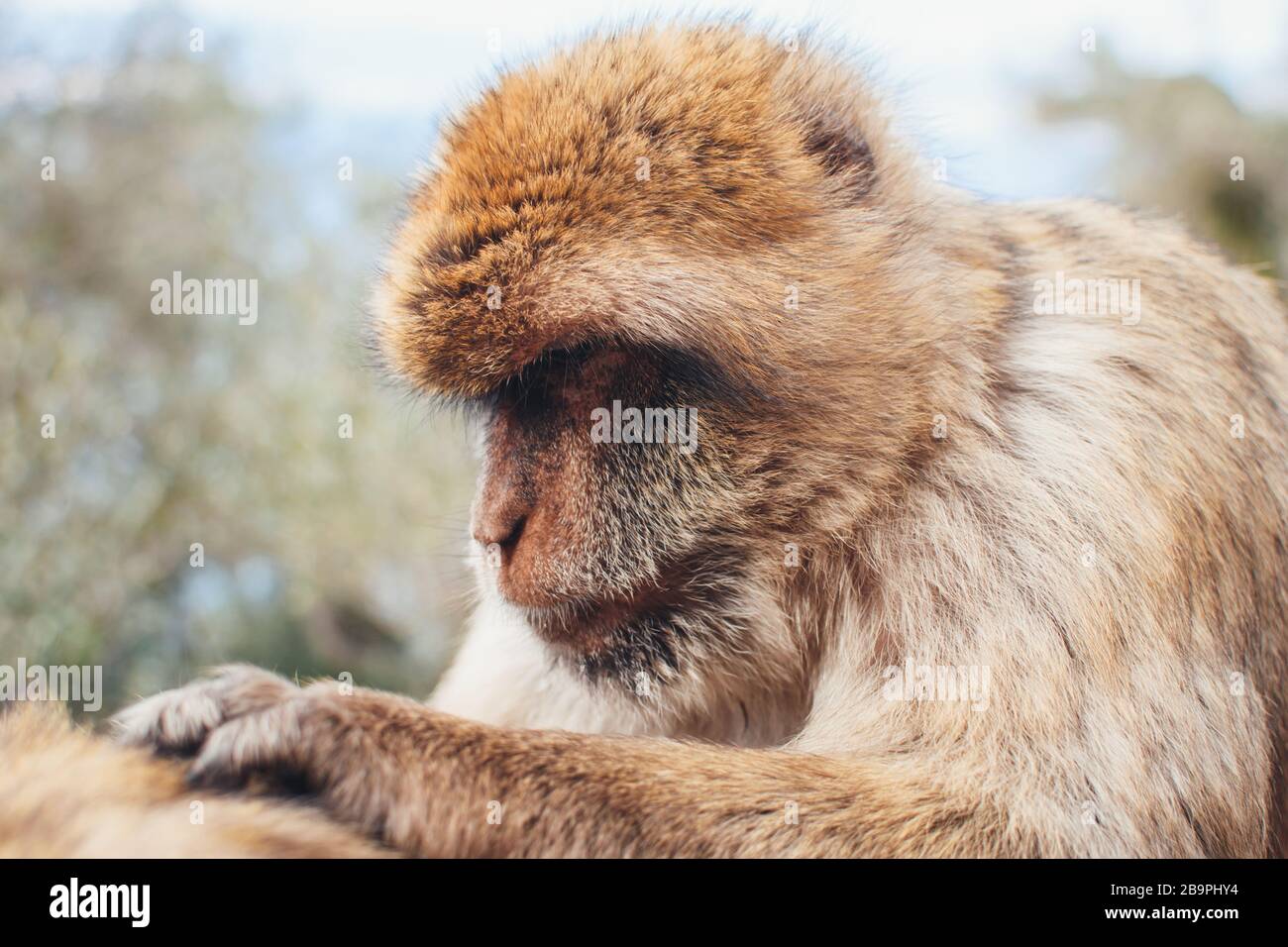 Wild monkey as Barbary Macaque sitting and grooming other monkey. Stock Photo