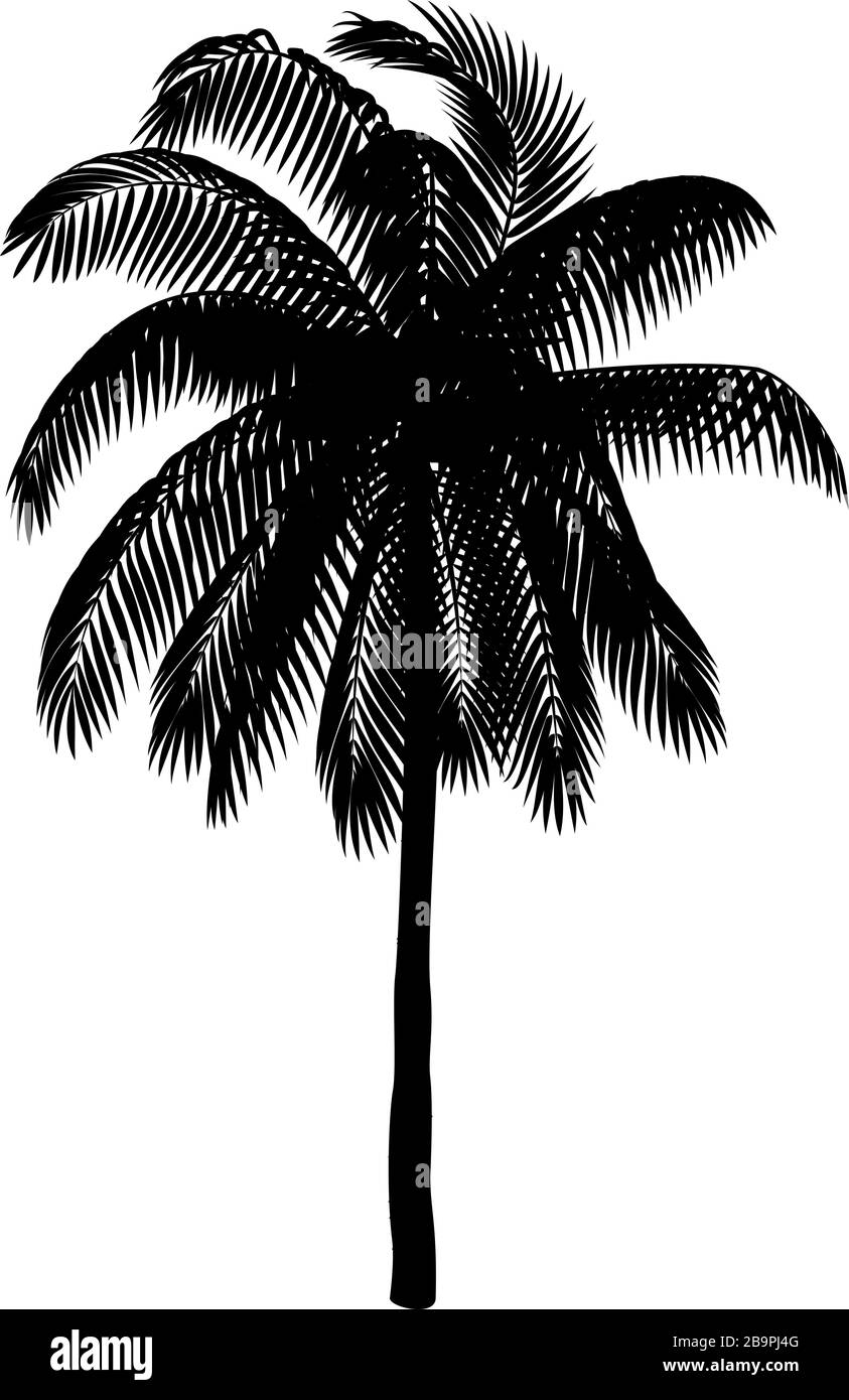vector handdrawn plant clipart Coconut palm tree Stock Vector
