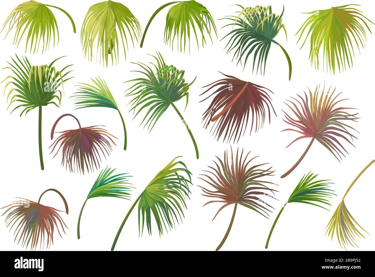 vector handdrawn plant clipart Fan palm tree leaves Stock Vector