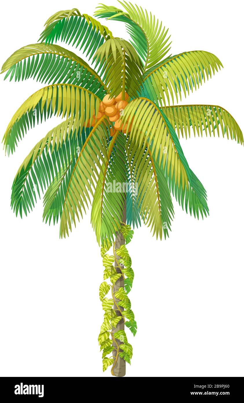 vector handdrawn plant clipart Coconut palm tree Stock Vector