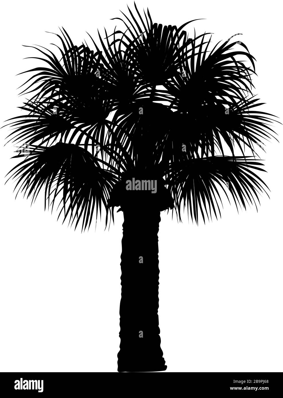 vector handdrawn plant clipart Fan palm tree Stock Vector