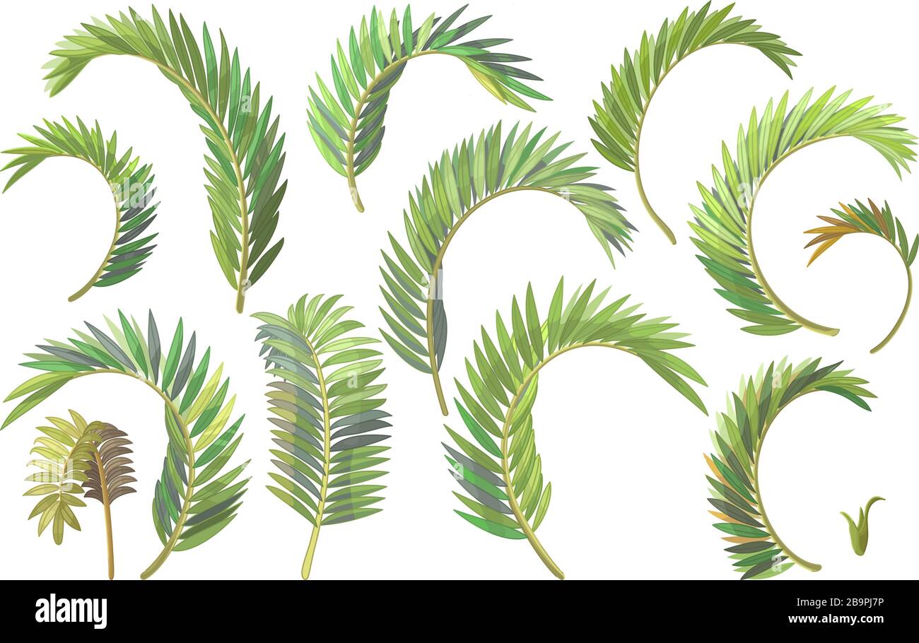 vector handdrawn plant clipart betel palm leaves Stock Vector