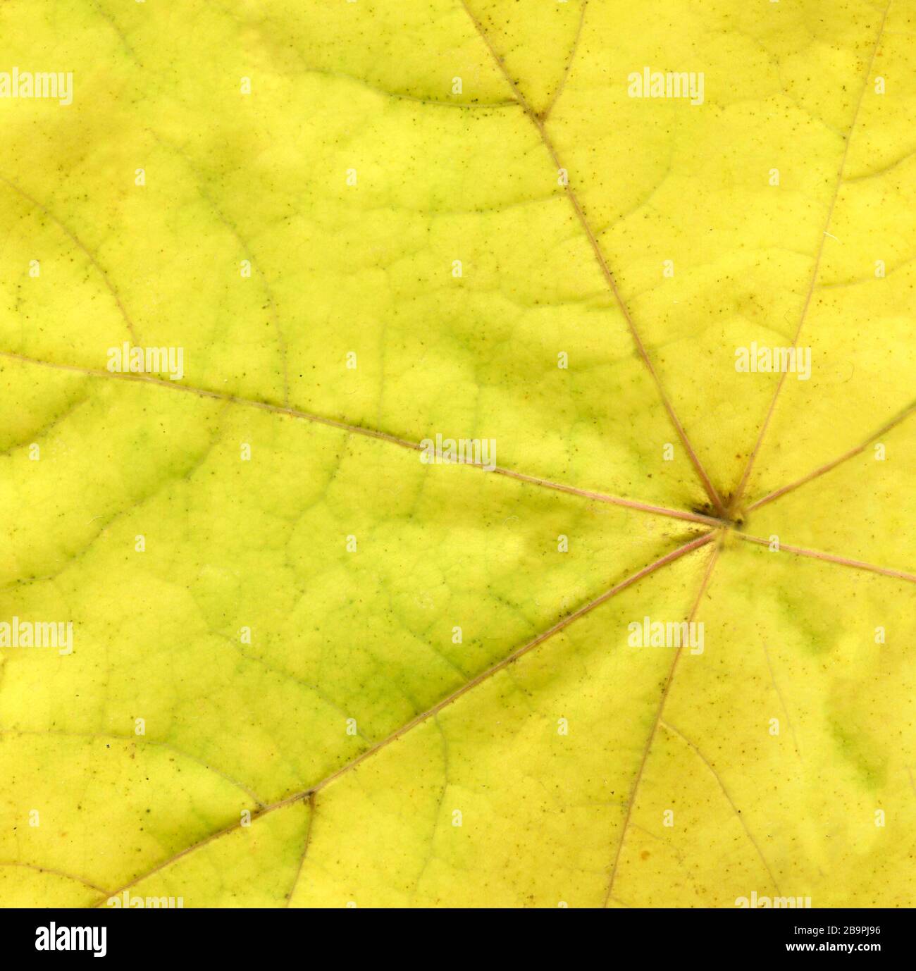 Grunge Autumn Yellow Background Golden Leaf Background Fall Leaf Background Texture Yellow Leaf Plant Texture Stock Photo Alamy Grunge Autumn Yellow Background Golden Leaf Background Fall Leaf Background Texture Yellow Leaf Plant Texture Stock Photo Alamy
