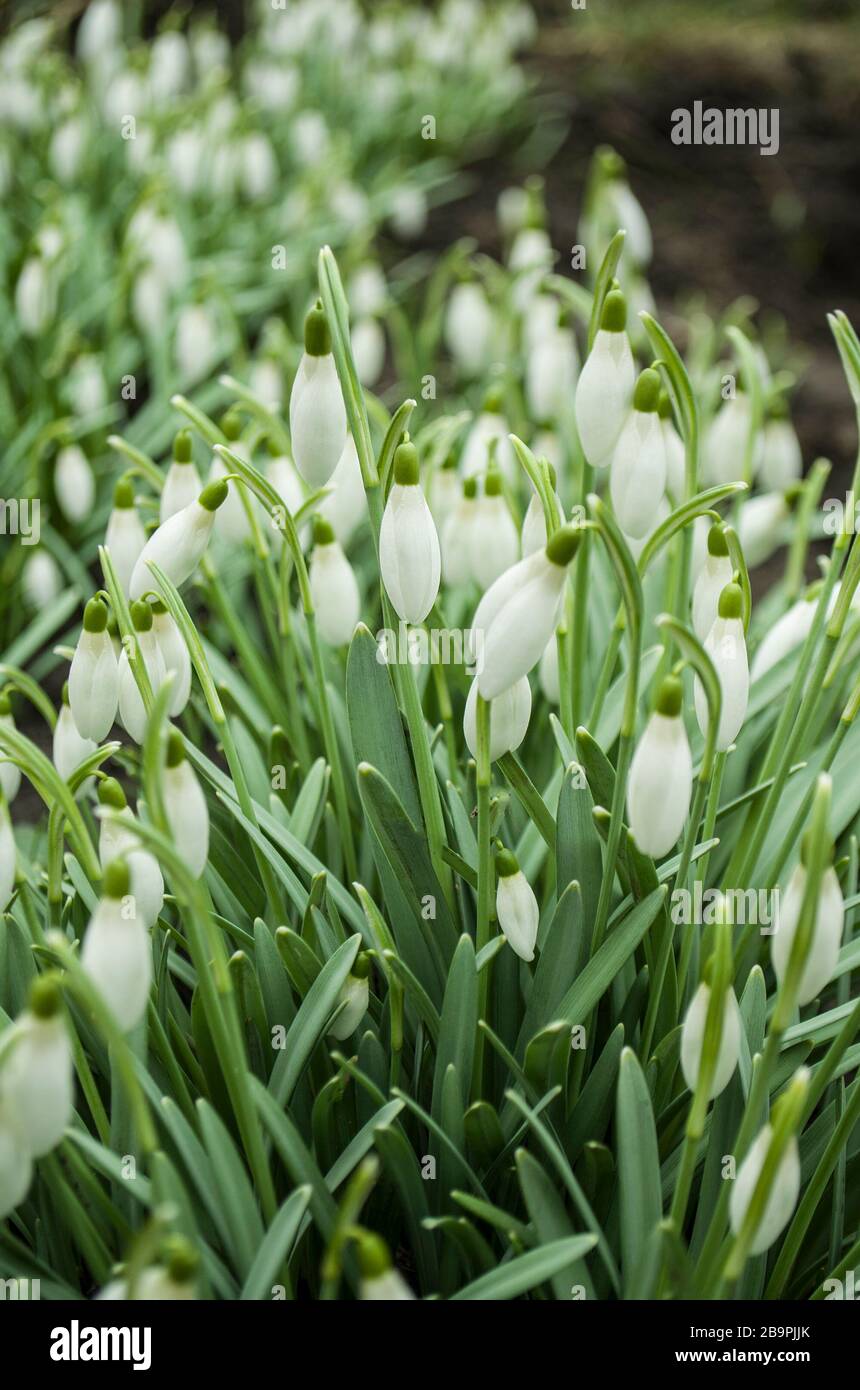Snowdrops. Forest full of snowdrop flowers in spring season. Delicate snowdrop flower Stock Photo