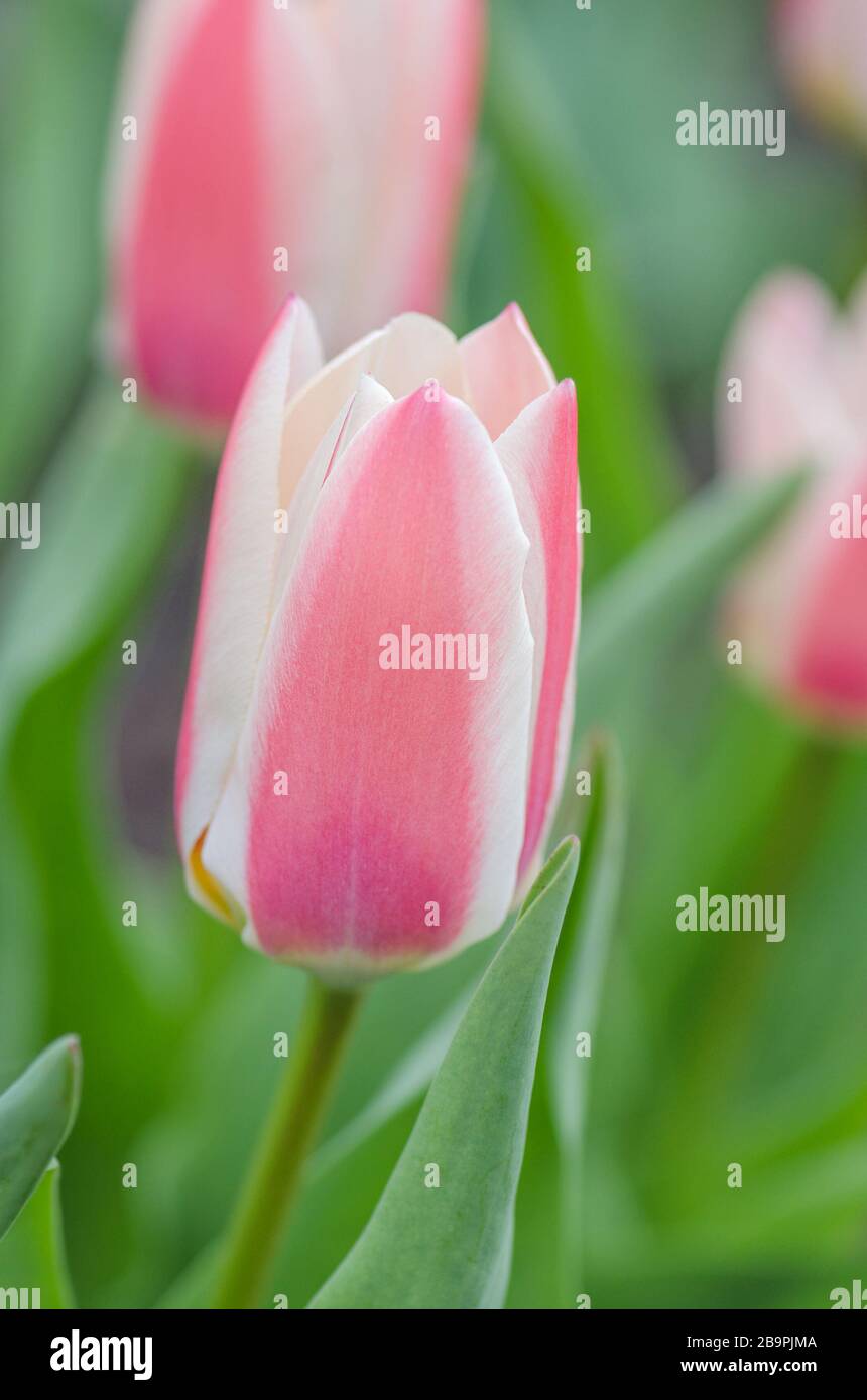 Carmine red tulip with edged white. Green foliage is  mottled Stock Photo