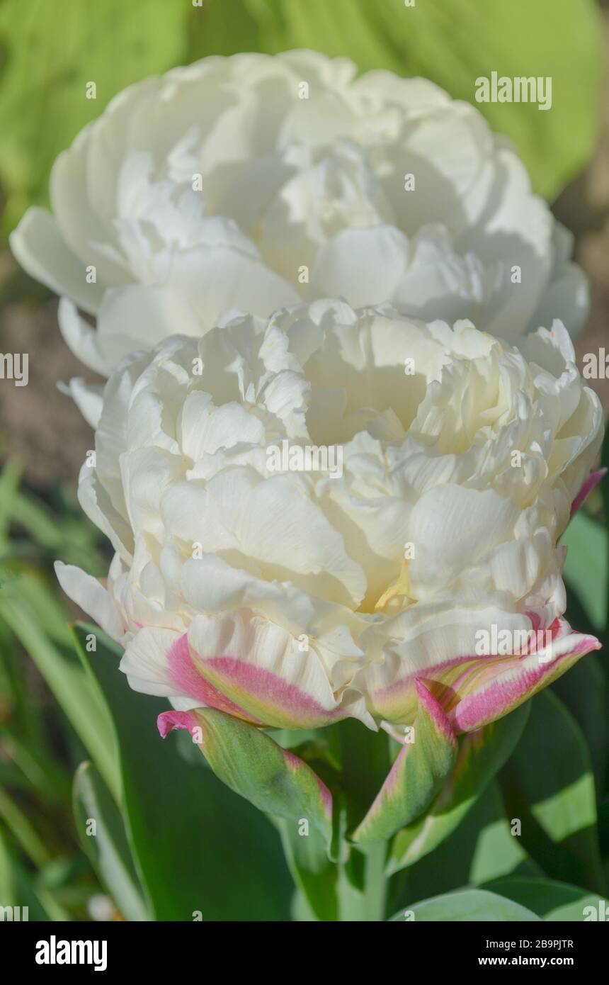 Unusual pink and white Ice cream tulip. White tulip center and