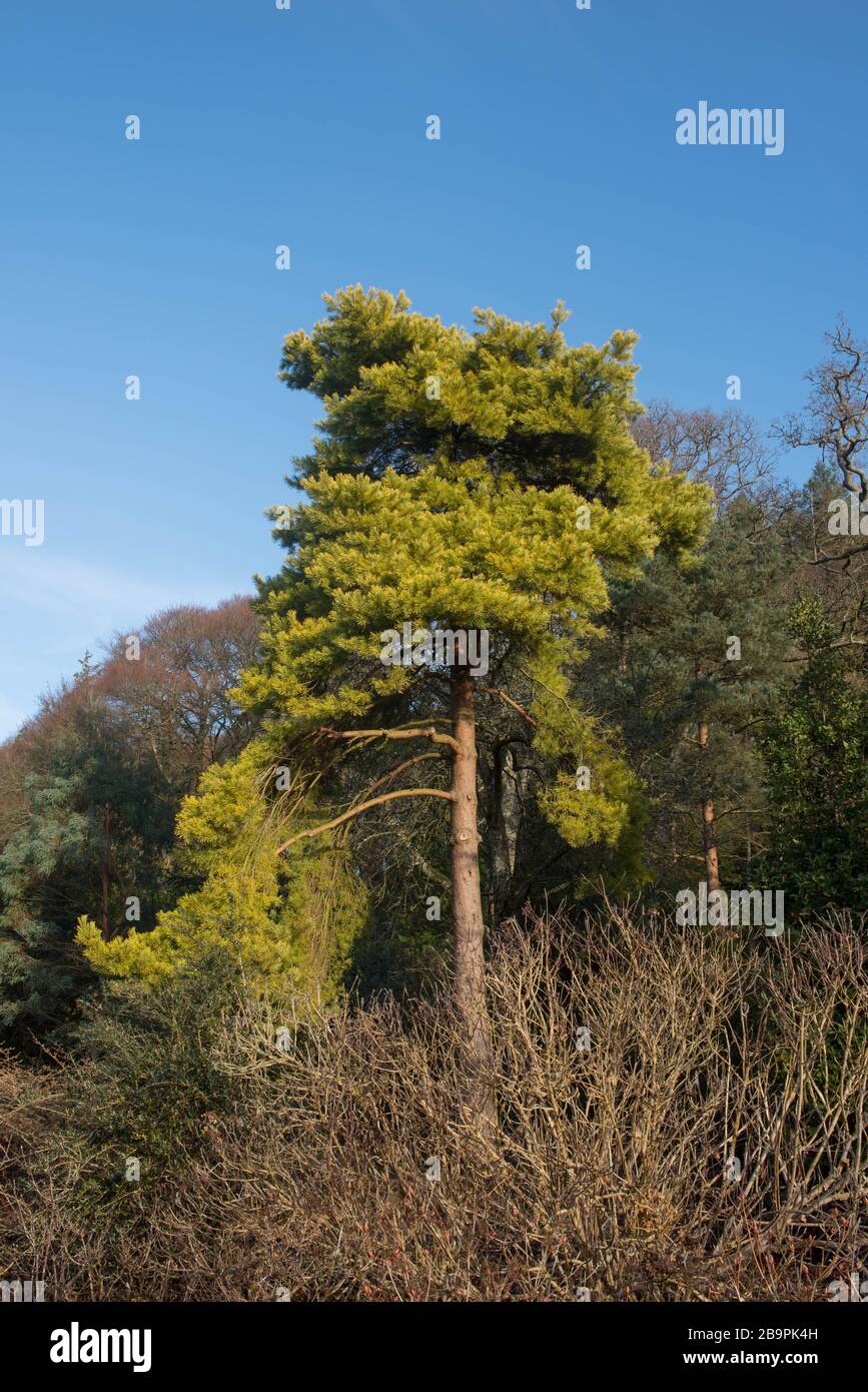 Winter Foliage of an Evergreen Golden Scots Pine Tree (Pinus sylvestris 'Aurea') in a Woodland Garden in Rural Devon, England, UK Stock Photo