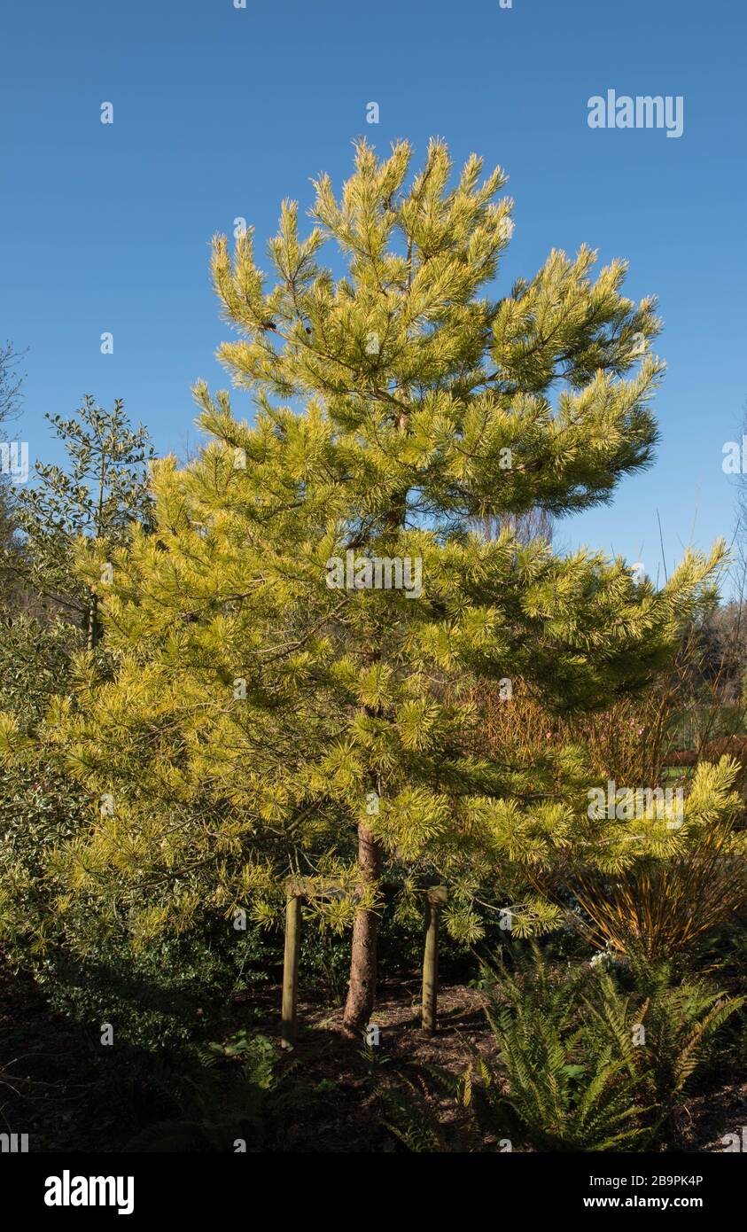 Winter Foliage of an Evergreen Golden Scots Pine Tree (Pinus sylvestris 'Aurea') in a Woodland Garden in Rural Devon, England, UK Stock Photo