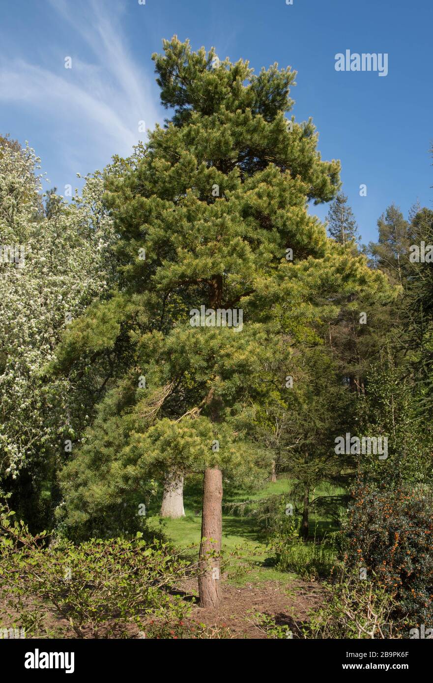 Winter Foliage of an Evergreen Golden Scots Pine Tree (Pinus sylvestris 'Aurea') in a Woodland Garden in Rural Devon, England, UK Stock Photo