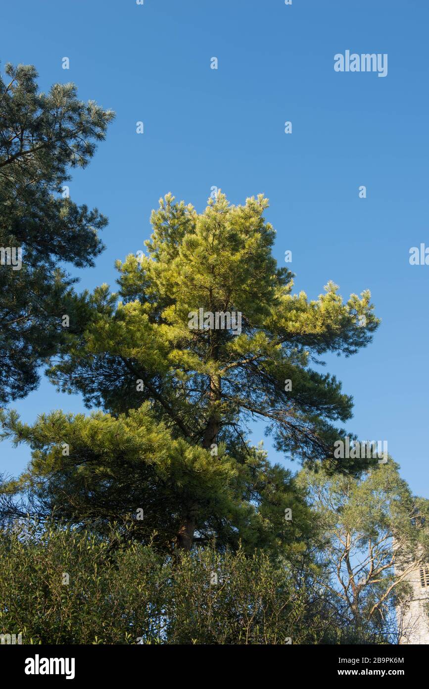 Winter Foliage of an Evergreen Golden Scots Pine Tree (Pinus sylvestris 'Aurea') in a Woodland Garden in Rural Devon, England, UK Stock Photo