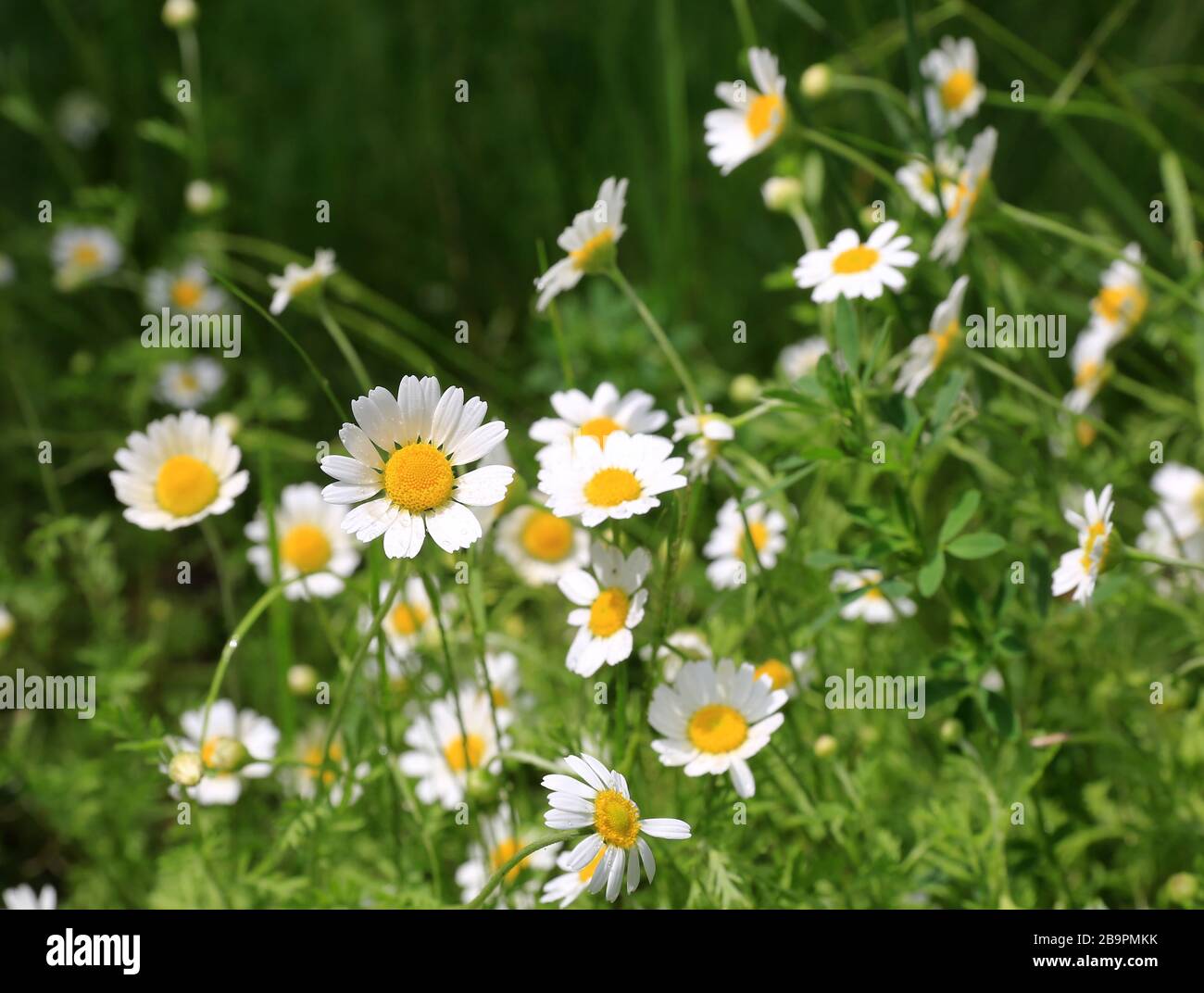 nice wild chamomile flowers on meadow Stock Photo - Alamy