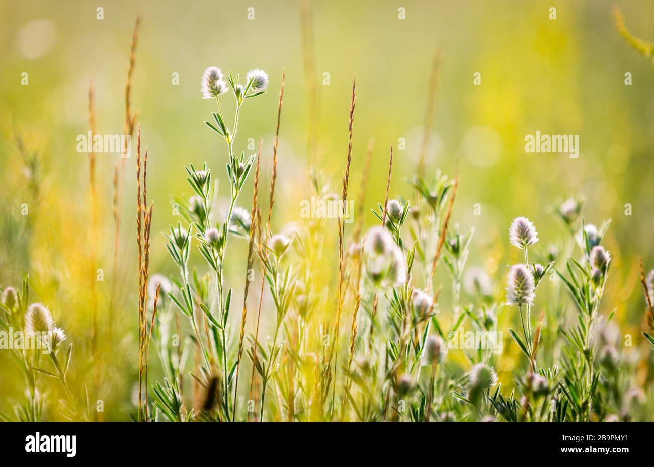 Cotton weed plant hi-res stock photography and images - Alamy