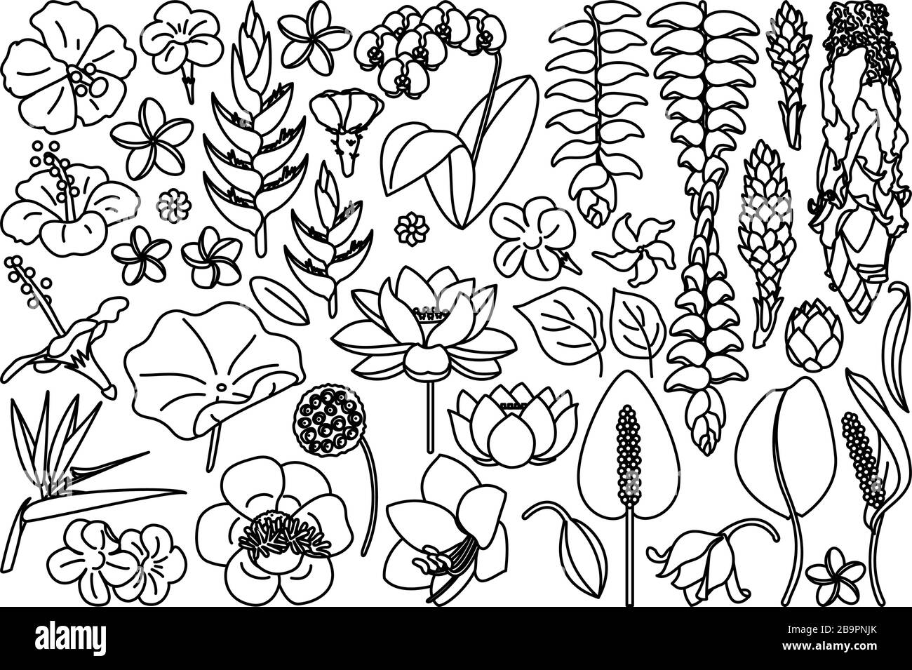 vector big exotic flower set. coloring book page Stock Vector