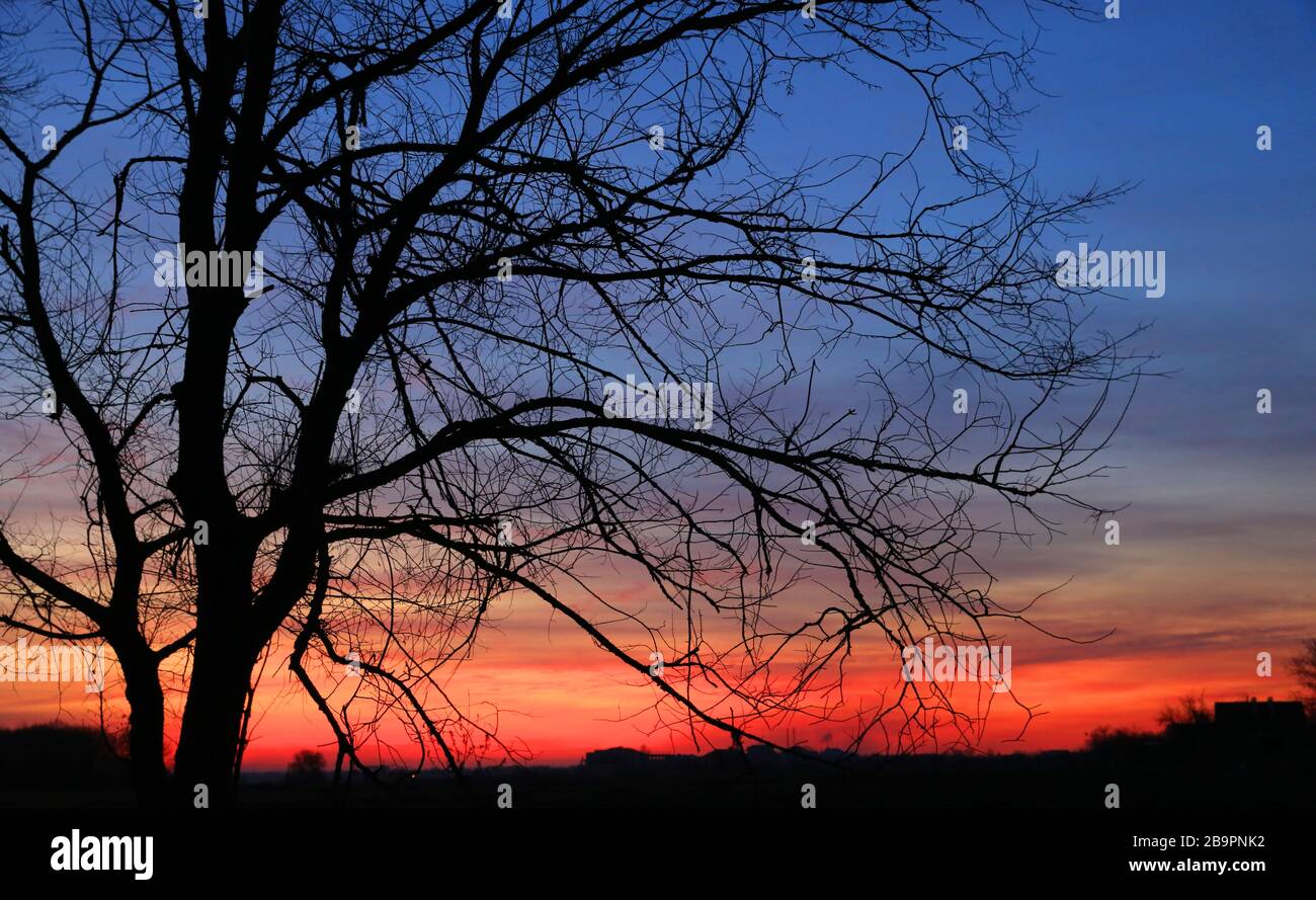 leafless tree on evening sunset sky, landscape. Stock Photo