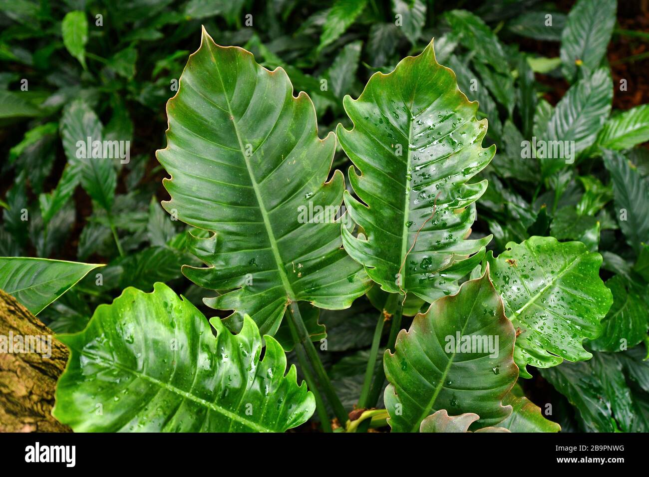Large leaves of tropical 'Philodendron X Corsinianum' plant Stock Photo -  Alamy