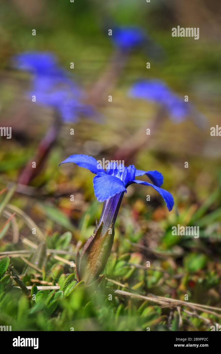 Short-leaved Gentian - Gentiana brachyphylla, beautiful blue flower from high-altitude Alps, Austria. Stock Photo