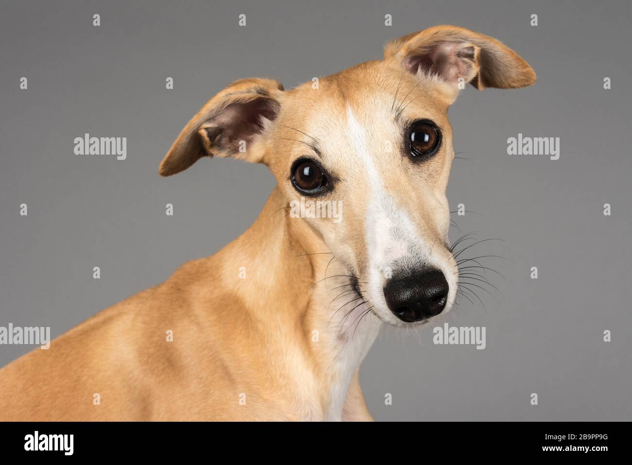 Portrait of a pet dog in the UK Stock Photo