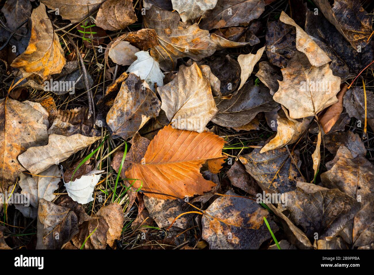 dry autumn leafage - abstract natural background Stock Photo