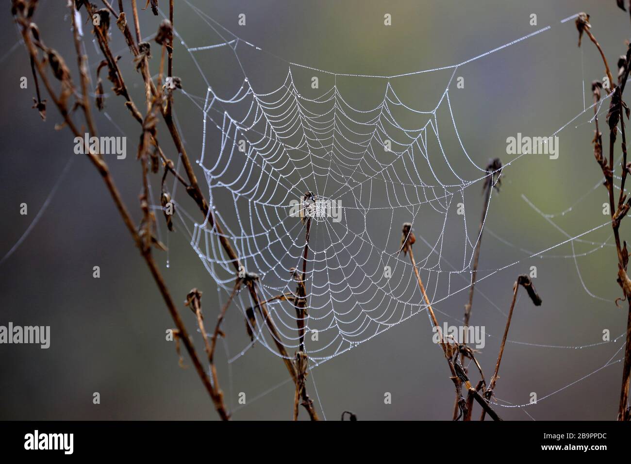 nice spider web in morning dew Stock Photo