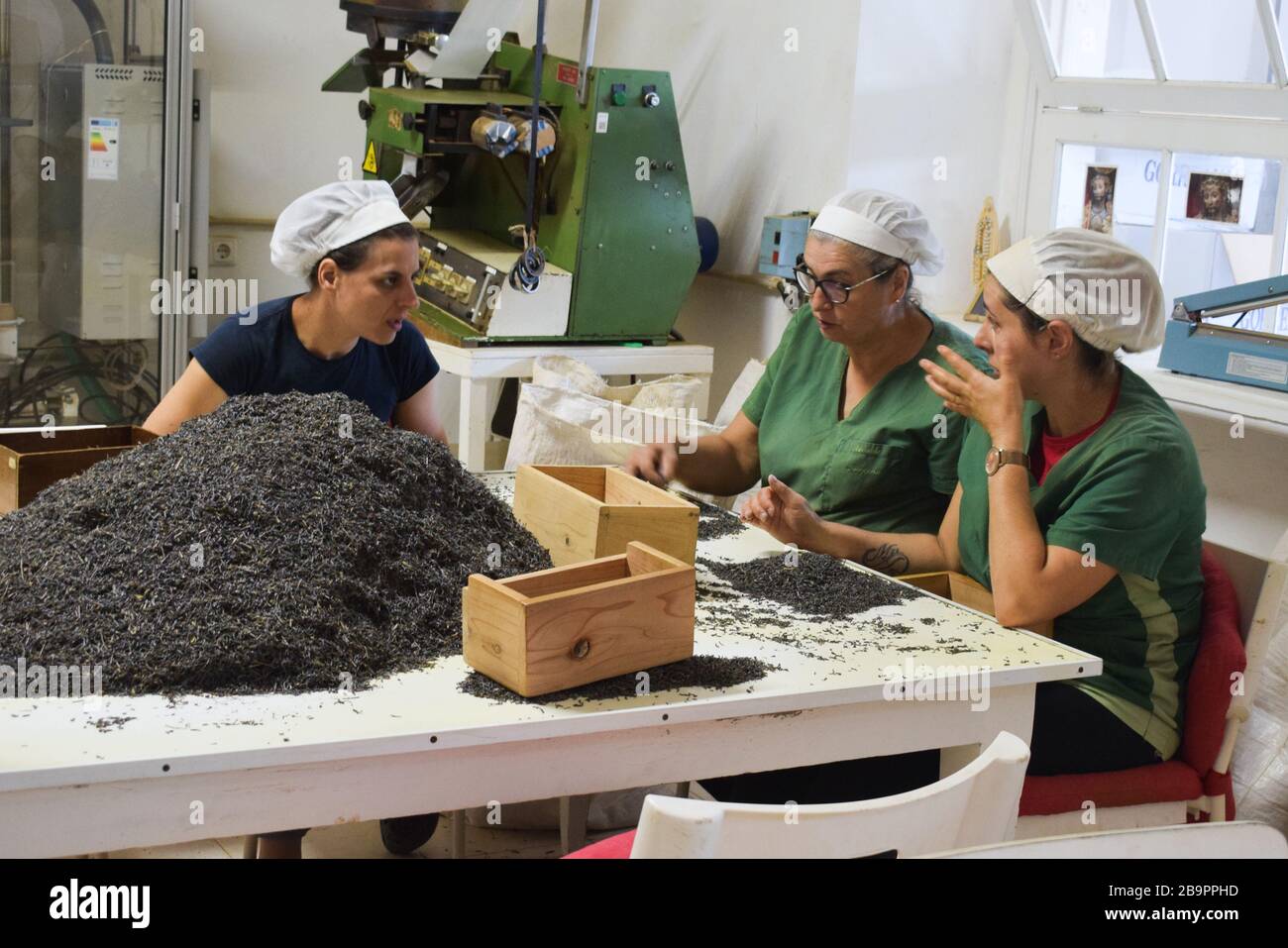 People are selecting dry tea leaves. Tea factory workers Stock Photo