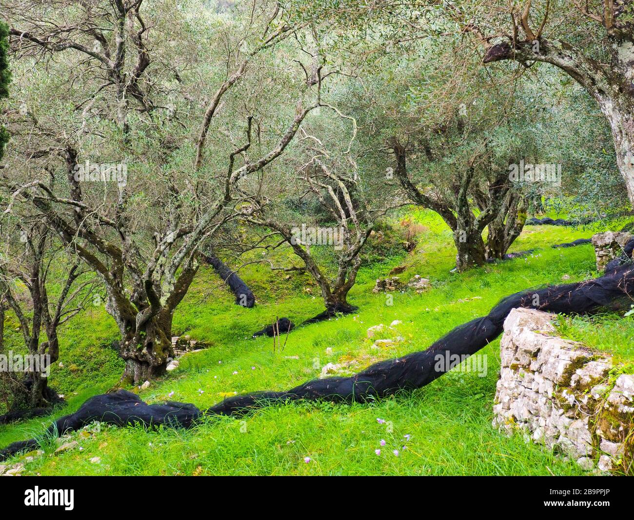 https://c8.alamy.com/comp/2B9PPJP/olive-grove-with-black-olive-nets-and-an-old-stone-wall-a-typical-greek-countryside-scene-2B9PPJP.jpg