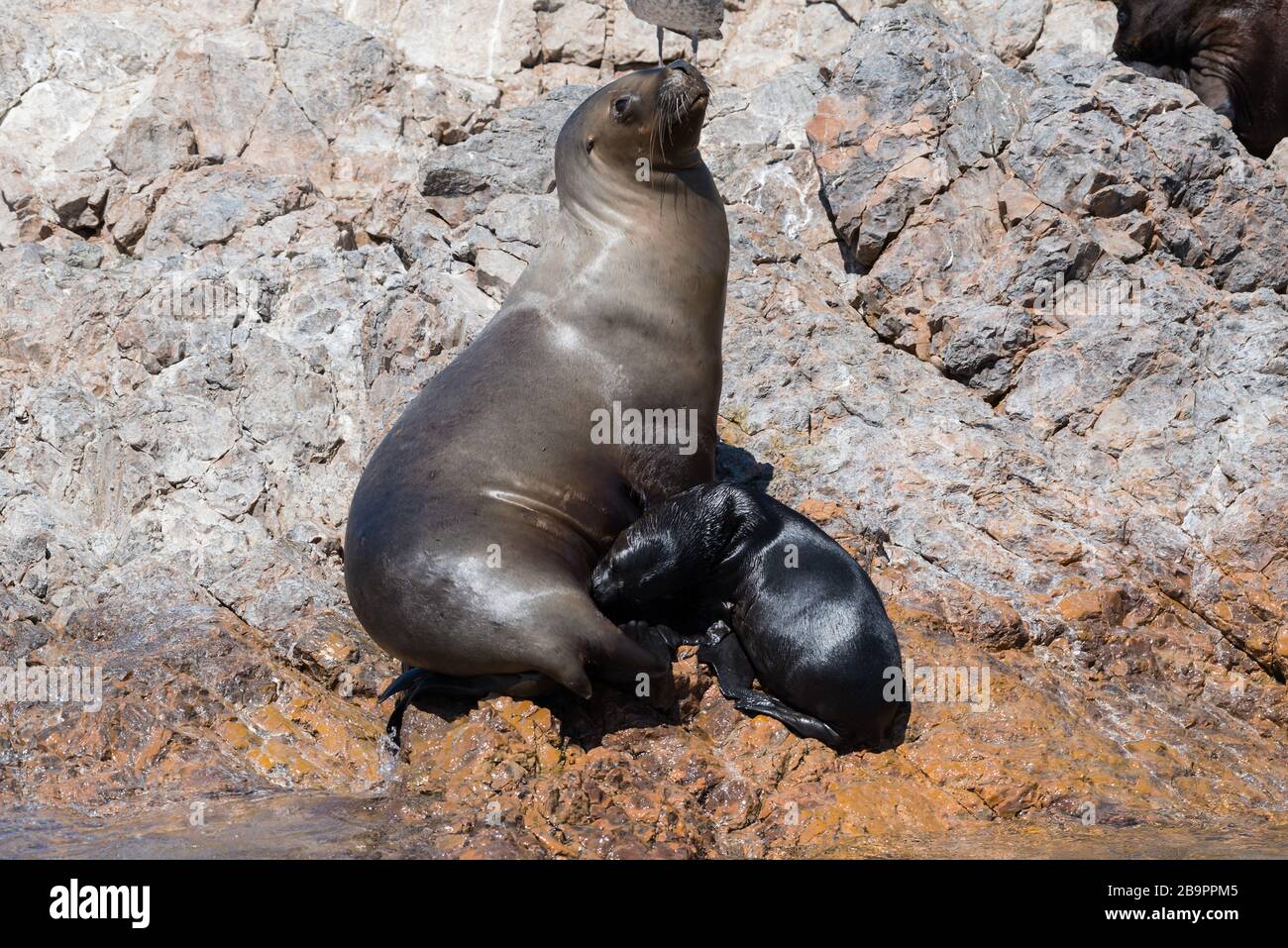 Sea lion mother suckles her baby, Beagle Channel, Argentina Stock Photo