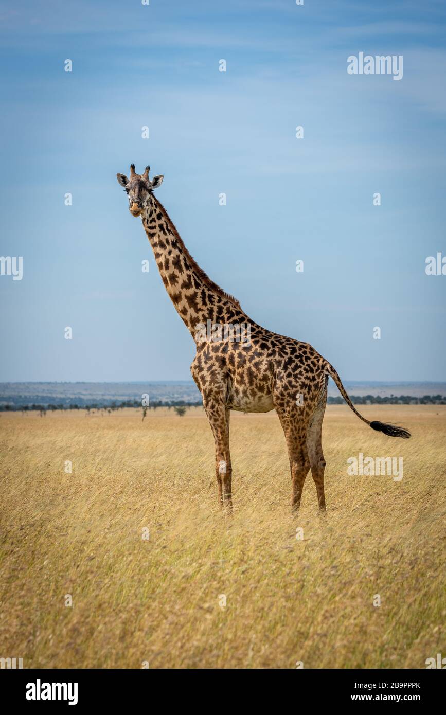 Masai giraffe stands in grassland flicking tail Stock Photo