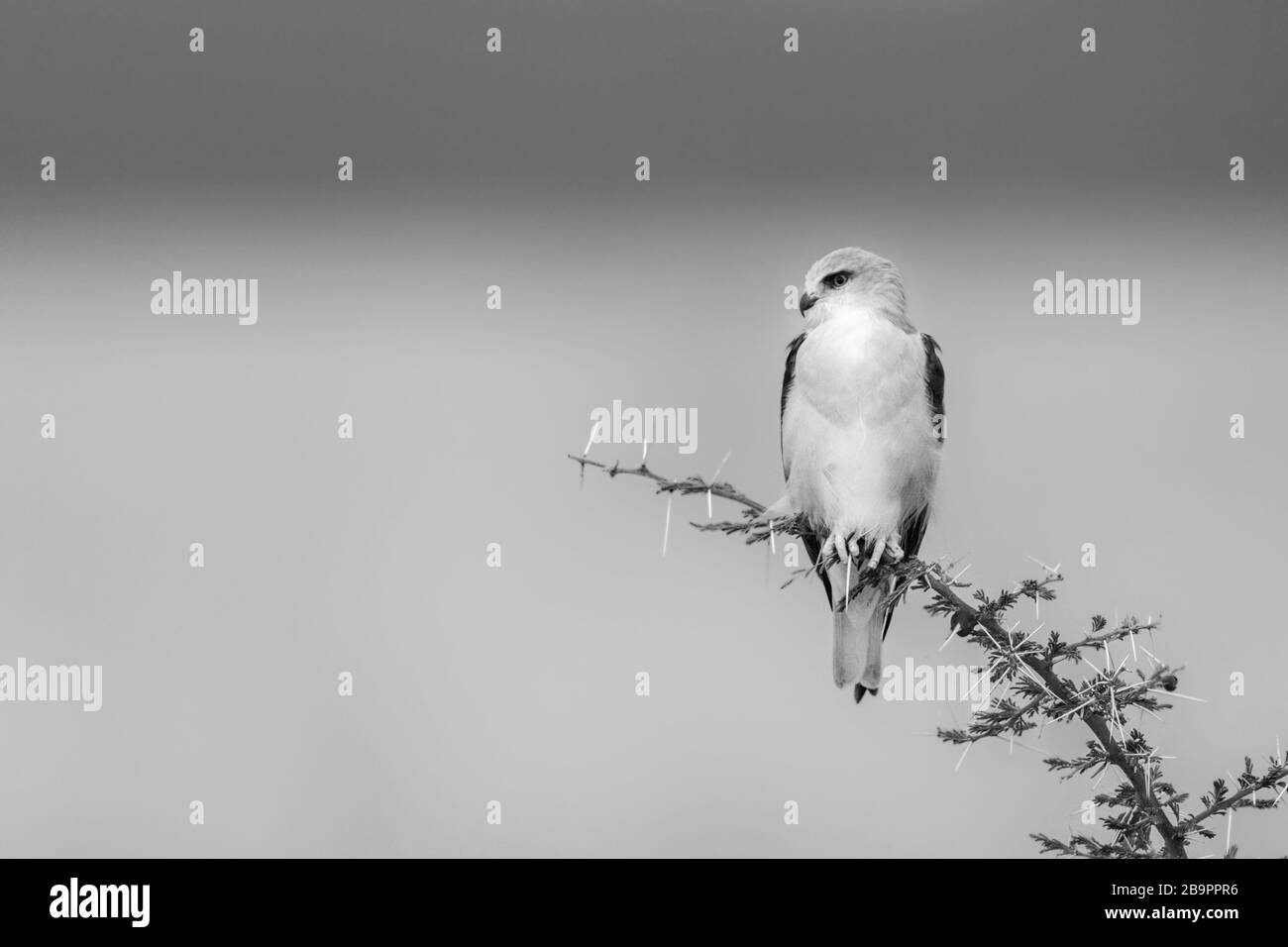 A black-shouldered kite perches on a thorny branch on the savannah under a blue sky. It has white feathers, a yellow beak and feet and is turning its Stock Photo