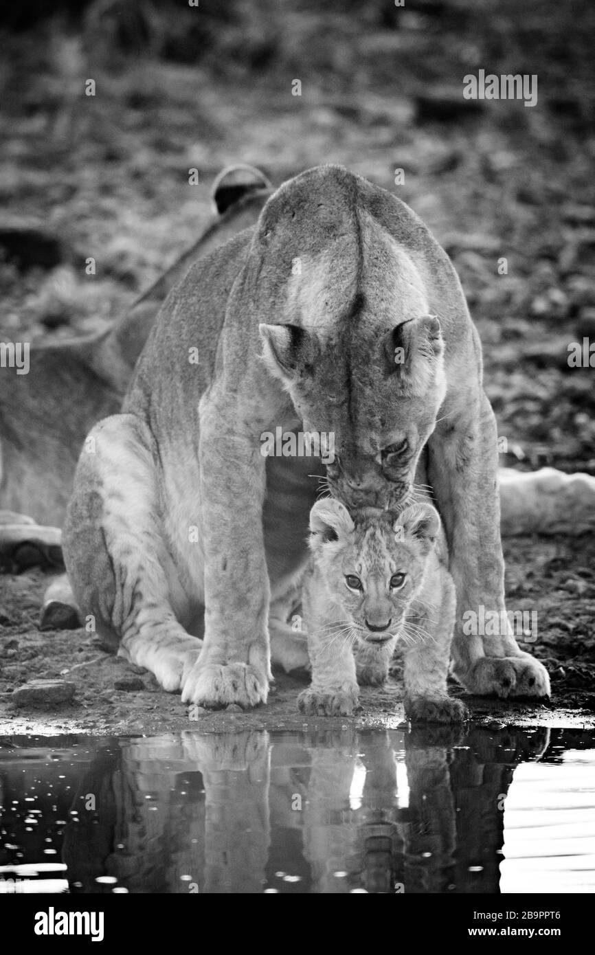 Mono lioness licking cub by water hole Stock Photo