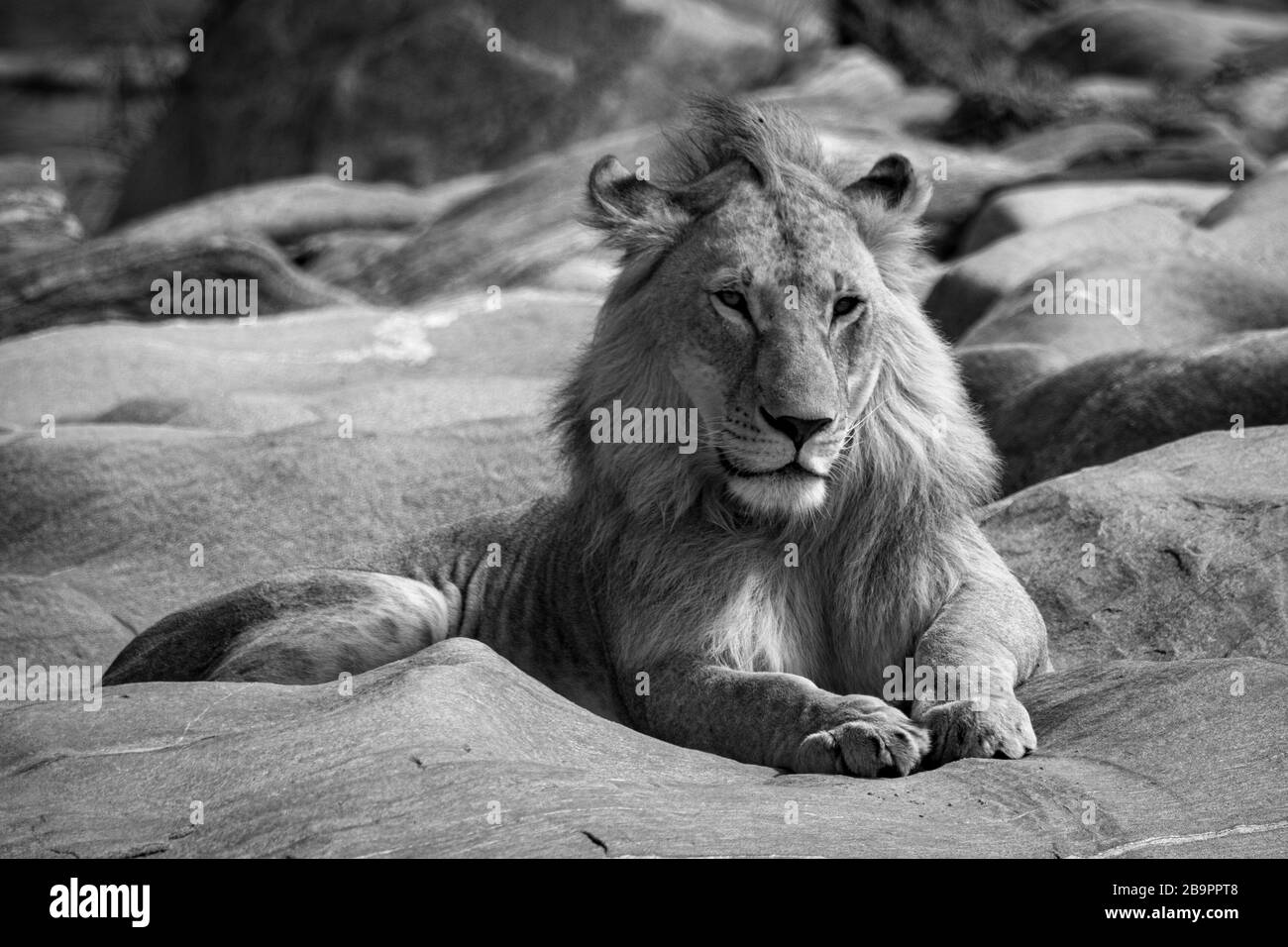 Male lion on rock Black and White Stock Photos & Images - Alamy