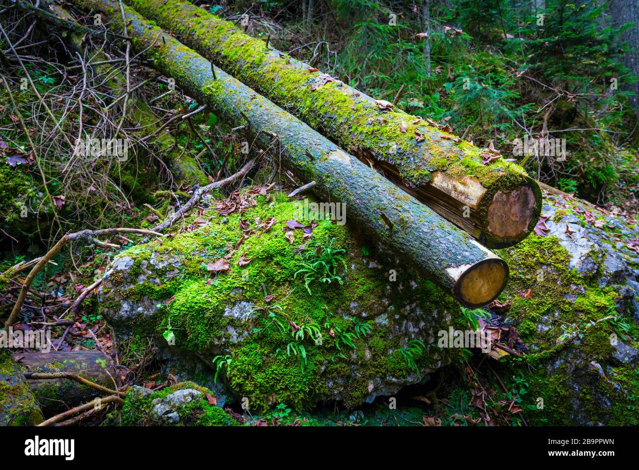landscape with old wooden logs in deep green mossy forest Stock Photo