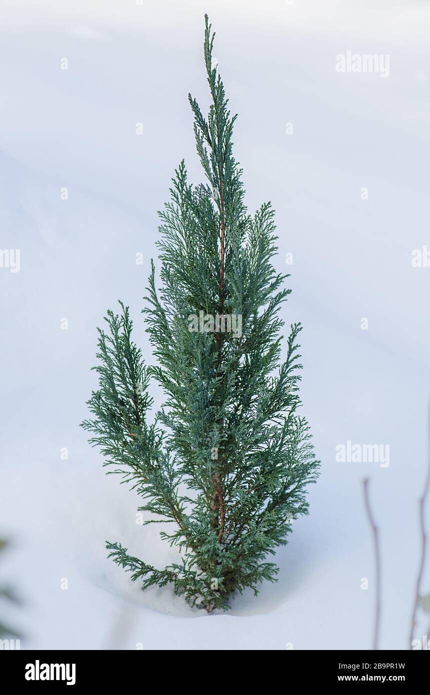 Conifer covered with snow in winter outdoor Stock Photo