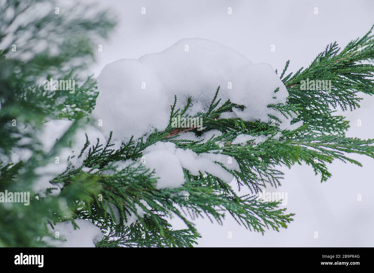 Conifer covered with snow in winter outdoor Stock Photo